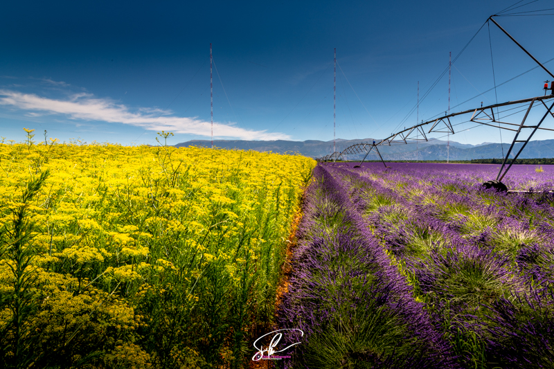 photo lavandes et colza valensole