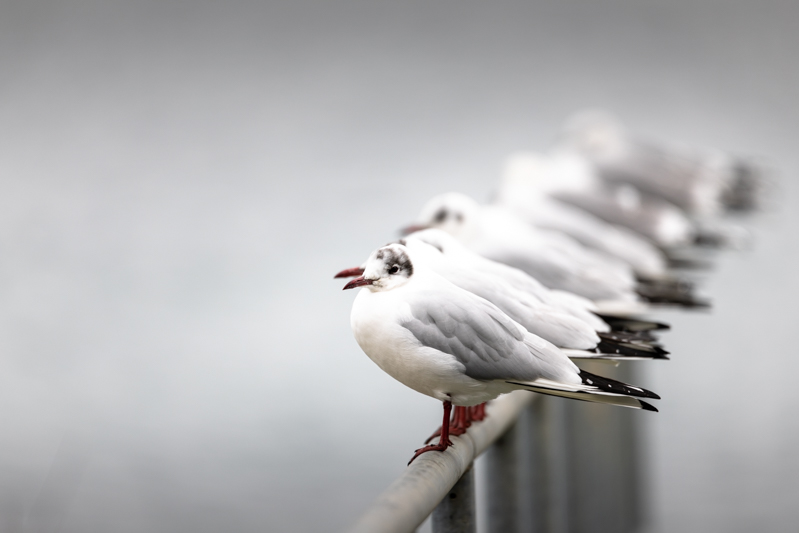 mouettes rieuses