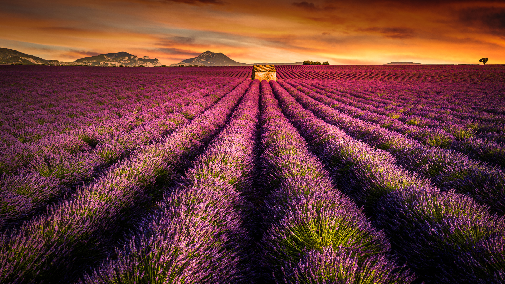 Jolie photographie d'un champs de lavandes à valensole au coucher du soleil