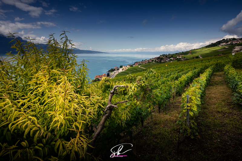 Photo pully Vaud cote vaudoise suisse
