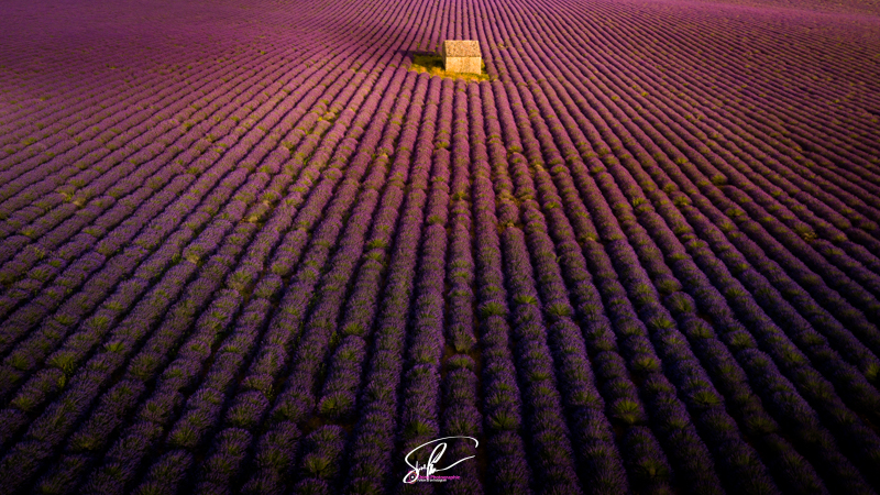Photo drone lavandes valensole france
