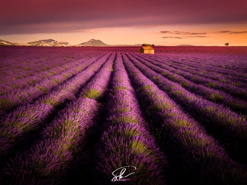 Photo lavandes valensole france