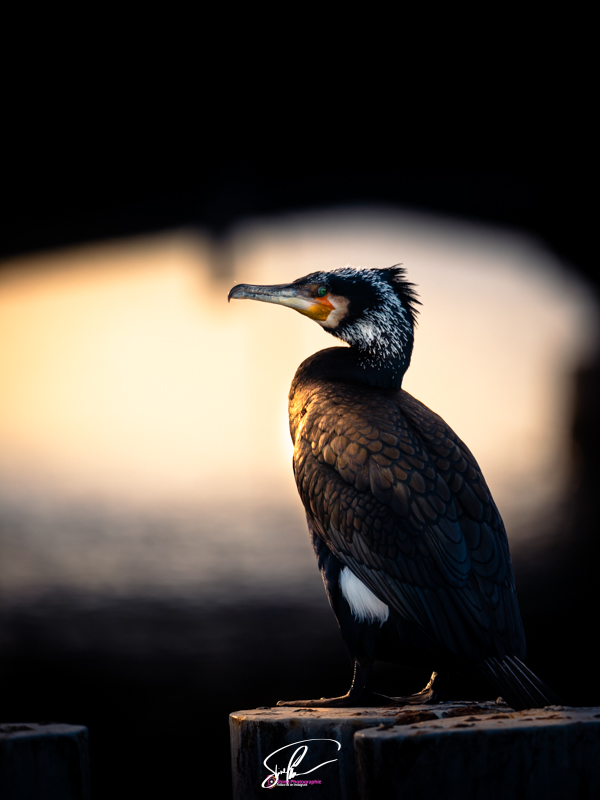 cormoran