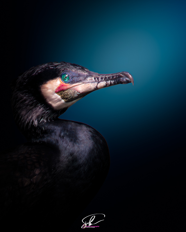 cormoran portrait