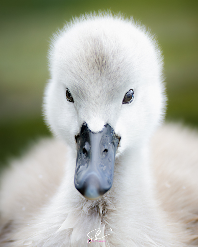 cygnet portrait