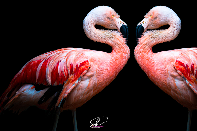 flamand rose