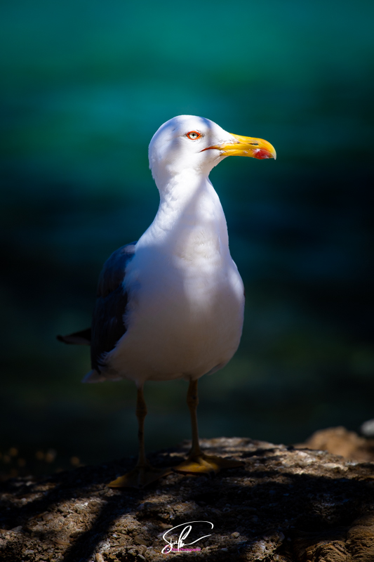 goeland portrait