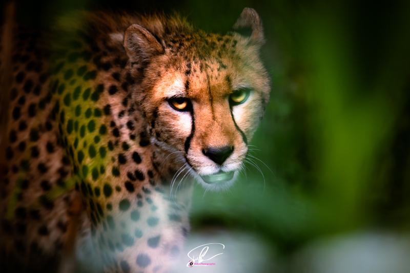 guepard