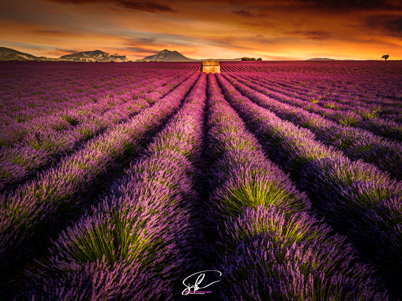 Photo lavandes sunset valensole france