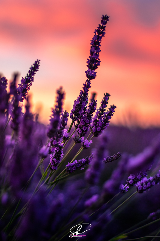 photo lavande valensole