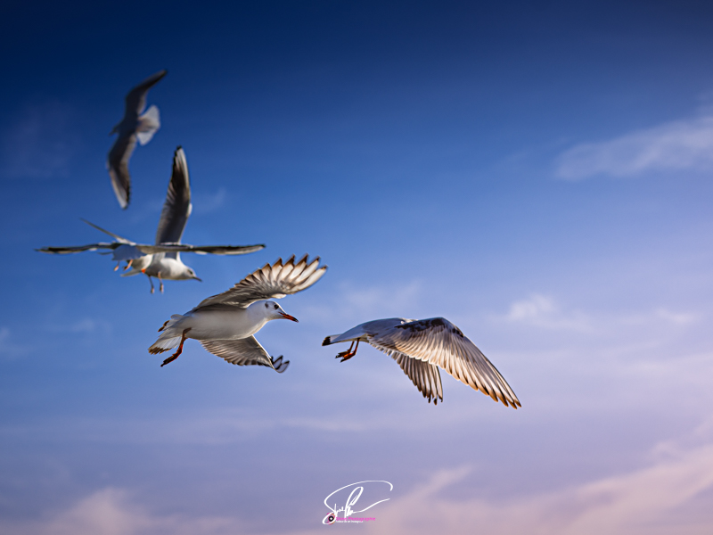 mouettes