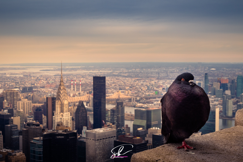 Pigeon empire state building