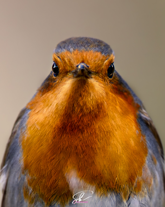 rouge gorge portrait