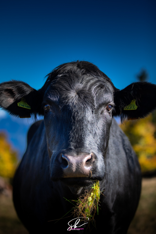 vache portrait
