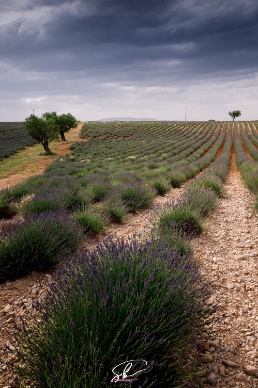 Photo lavandes valensole france
