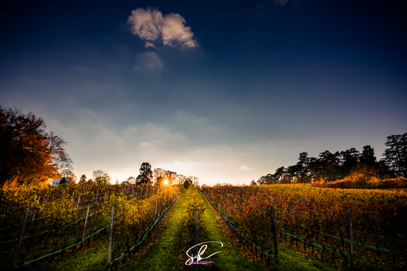 photo vignoble geneve